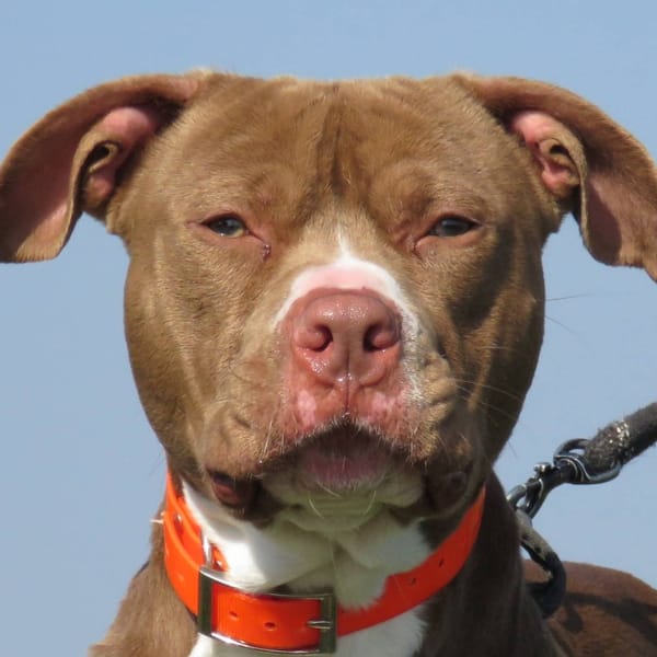 TCHAGA — X Terrier