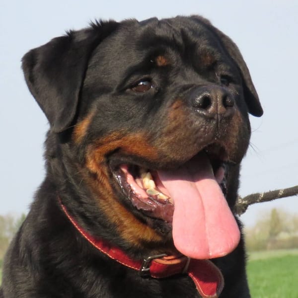 S'THANOS — Rottweiler