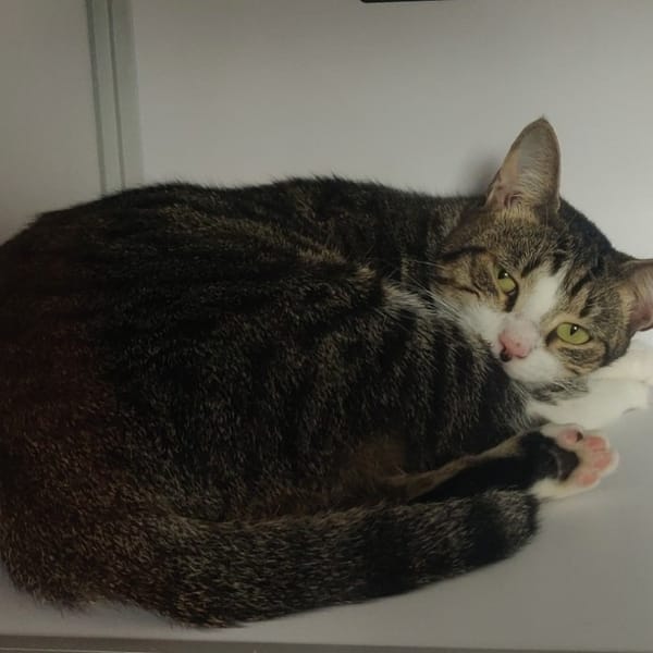 PRUNEAU — Européen