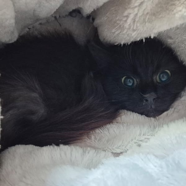 NENETTE — Européen