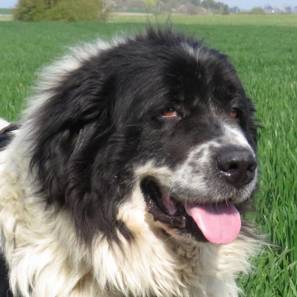 PEPSY (réservé) — Croisé / Autre