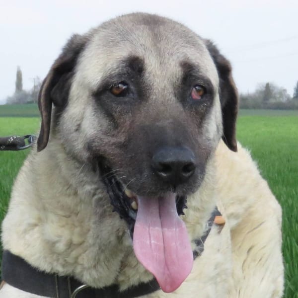 NILLA — Berger D'anatolie