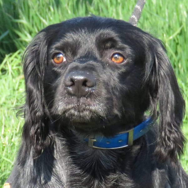 EZIO — ÉPagneul Breton