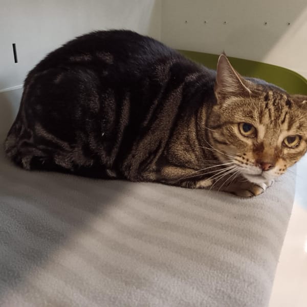 THETYS — Européen