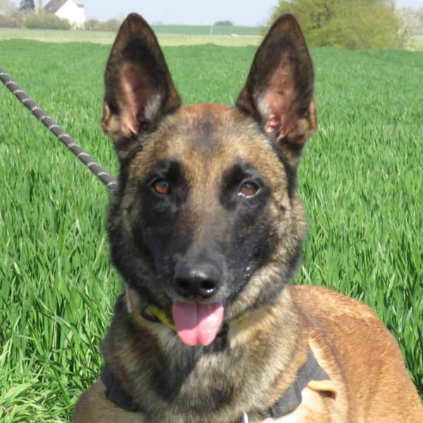 TESS — Malinois