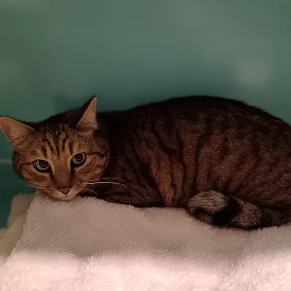 TAMINO — Européen