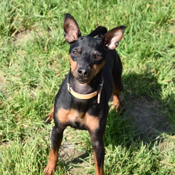 TITOUAN — Pinscher