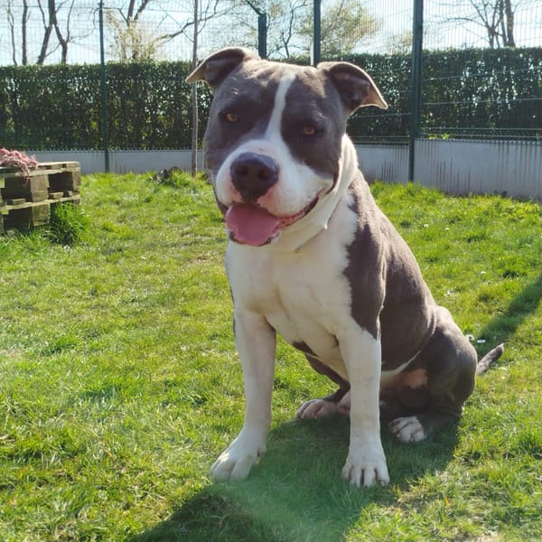 IWA — Croisé / Autre