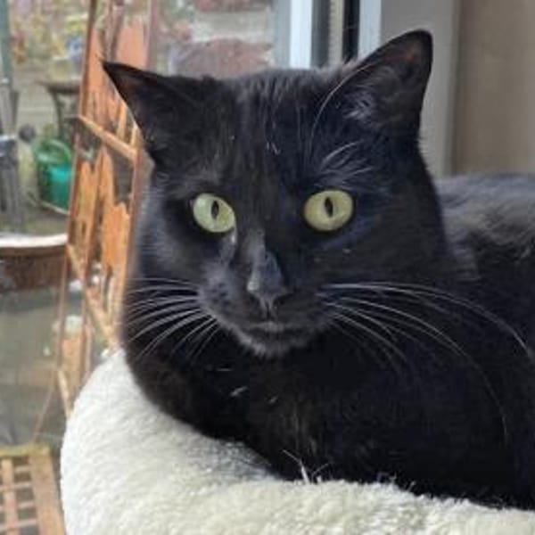 Kleine Giorgina wünscht sich Familie — Europäisch Kurzhaar