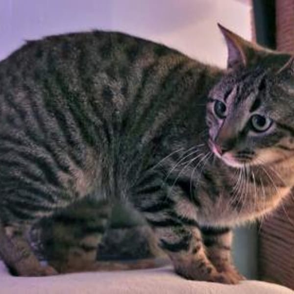 Morris sucht entgültiges Zuhause — Europäisch Kurzhaar