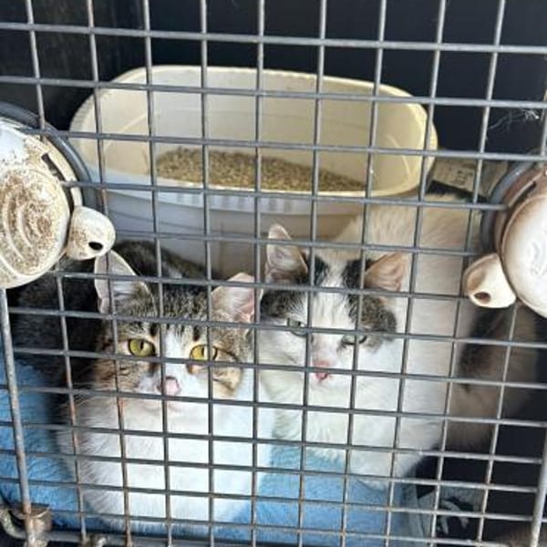 Luna und Chrysa aus dem Tierschutz — Europäisch Kurzhaar