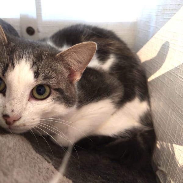 BALI — Croisé / Autre