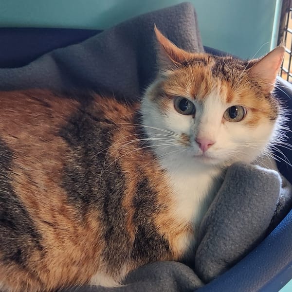 TRAPETTE QCT — Européen