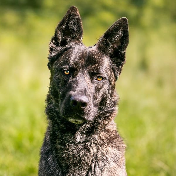 TYLA (RESERVEE) — Croisé / Autre