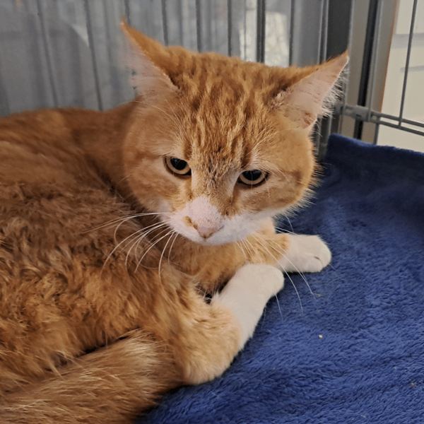 MANGOUSTE — Européen