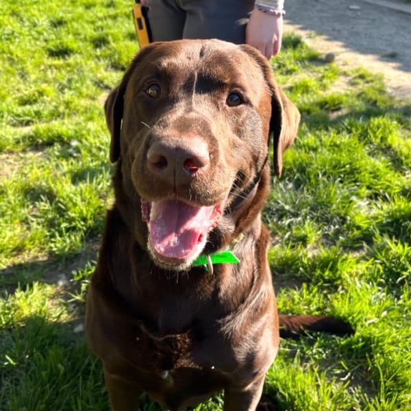 PETIT BLUE — Labrador Retriever