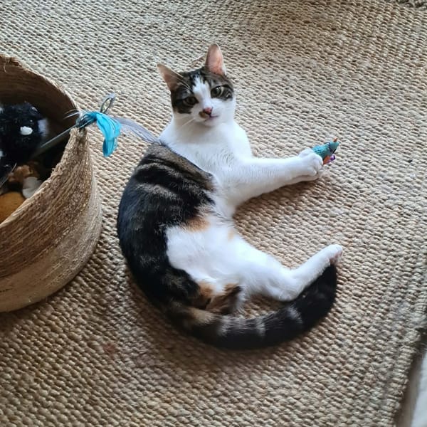 HERMES et IRIS — Chat De Gouttière