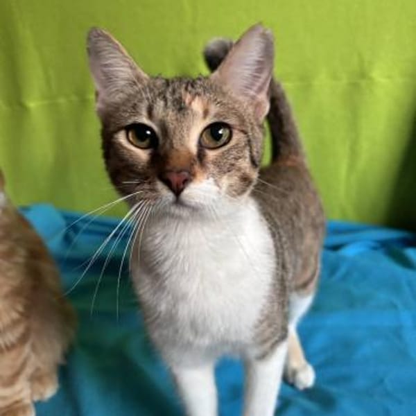 Sahara 🐾 diese Augen ✨ — Europäisch Kurzhaar