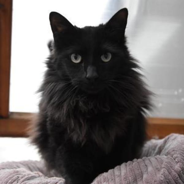 Sacer & Tusa  verschmustes Katzenpaar — Europäisch Kurzhaar