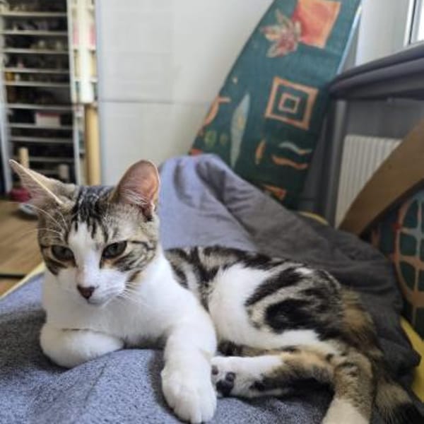 Turcifal & Povoa  Junge Kätzchen — Europäisch Kurzhaar