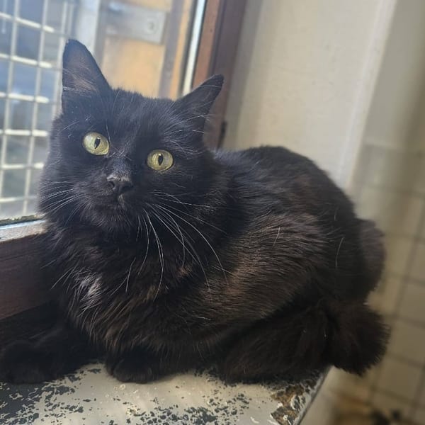 NECROZMA — Européen