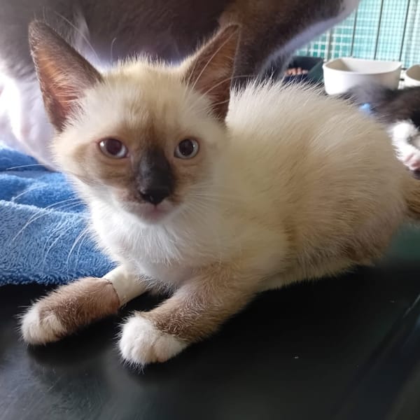 FÉLIN — Européen