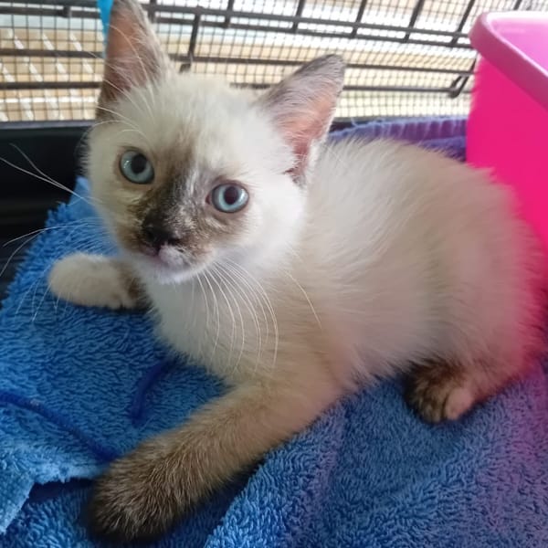 FAËLYA ( Réservée ) — Européen