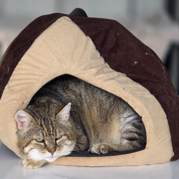 LYNXOU [FIV+] — Européen