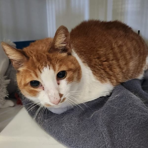 GASTON — Européen