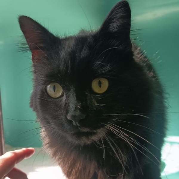 PELUCHE C — Européen