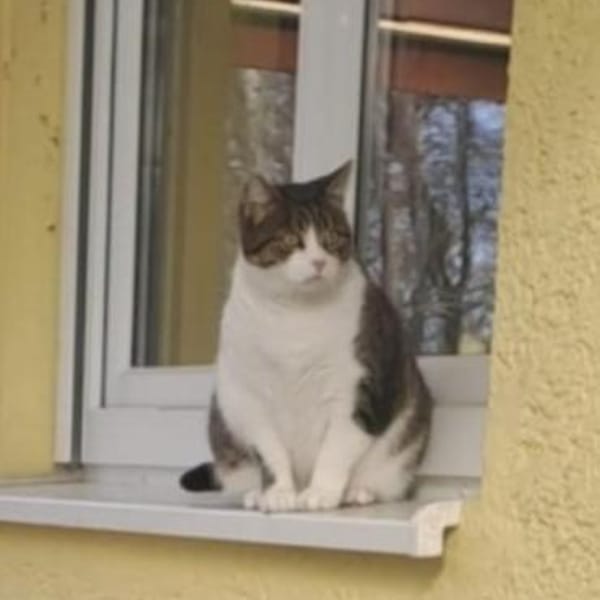 Merida sucht ein Zuhause mit Freigang — Europäische Hauskatze