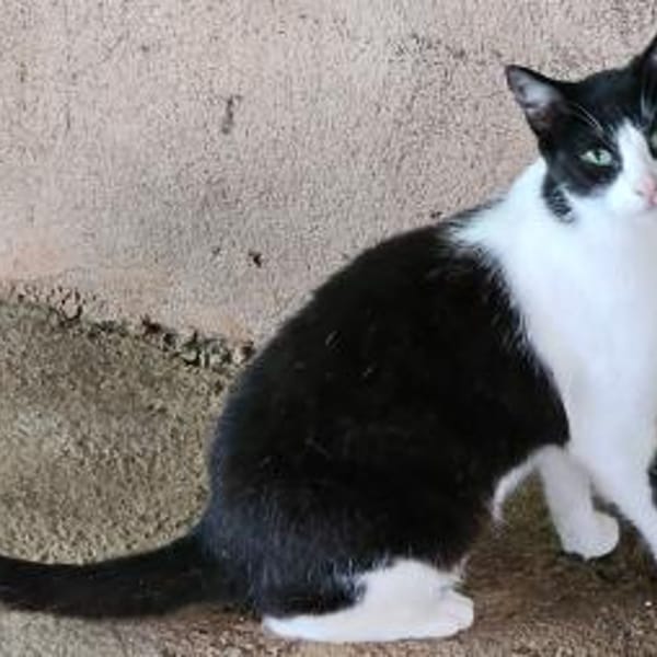 Marylin möchte endlich ankommen — Europäisch Kurzhaar