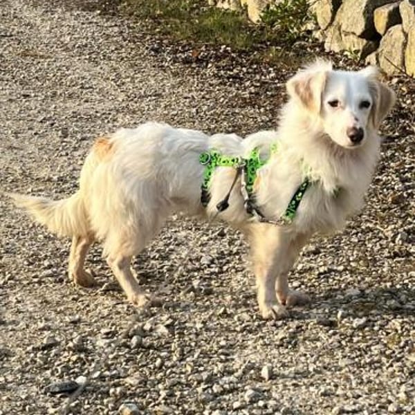 Neve ist lieb, sozial und clever — Mischling