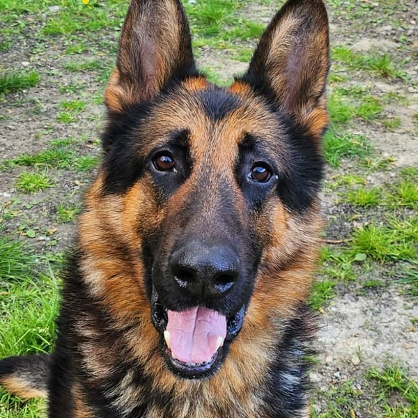 OLAF — Berger Allemand