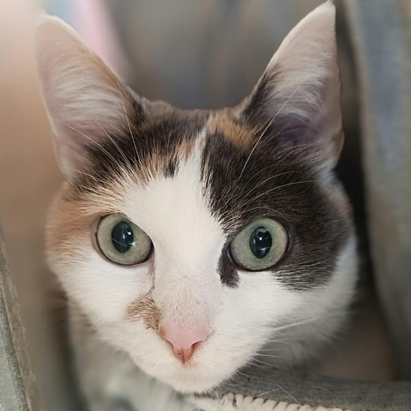 Laïka — Croisé / Autre