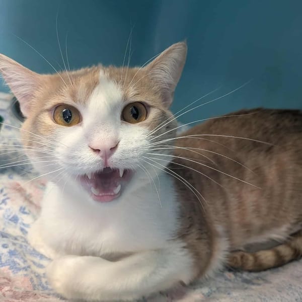 ELIOTH — Européen