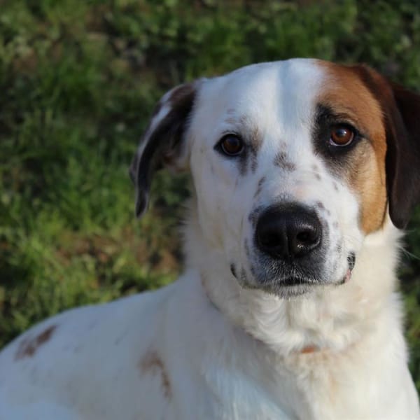 Spoutnik — Croisé / Autre