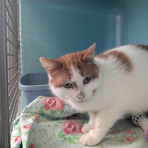 ELOWYN — Européen