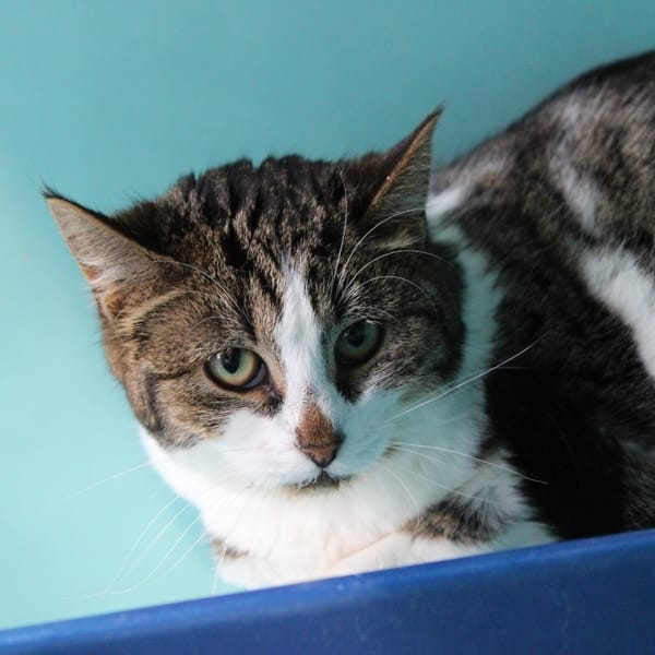 Gourgandine — Européen