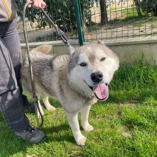 FALCKO Promis — Husky De Sibérie