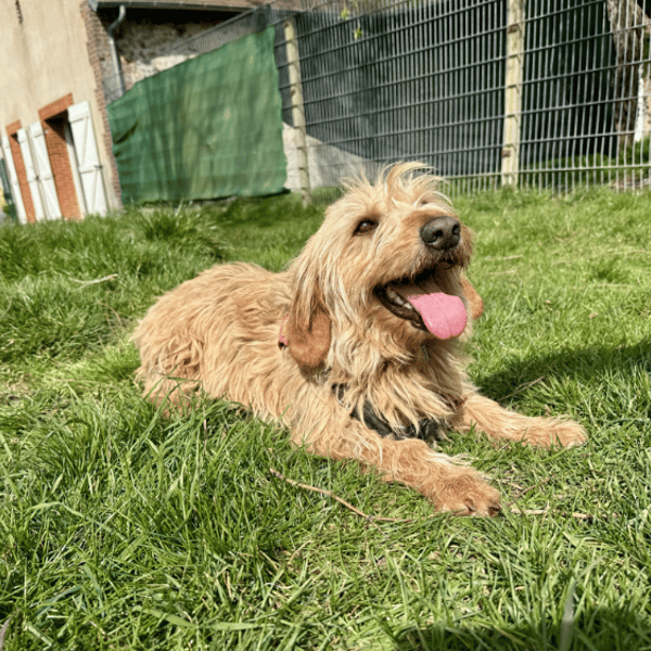 RONALD — Croisé / Autre