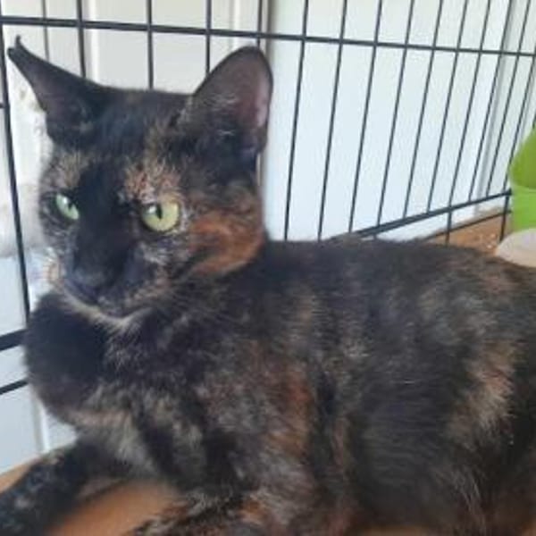 Spidey, neugierige Klettermeisterin, 2J — Skatze