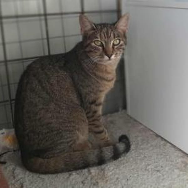 Tara, sanfte Tigerlady, ca. 1J 85591 — Europäisch Kurzhaar