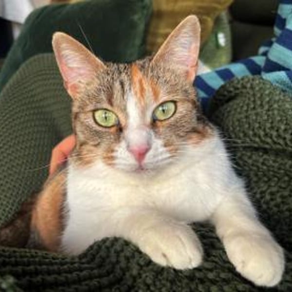 Goldige Martina hofft auf ihre Chance — Europäisch Kurzhaar