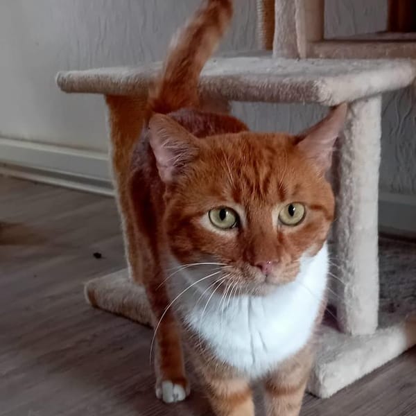 RIJKO, m., kastr., EHK — Europäisch Kurzhaar