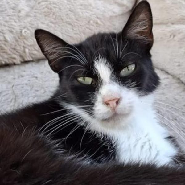 Alvira ein freundliches Katzenmädel — Europäisch Kurzhaar