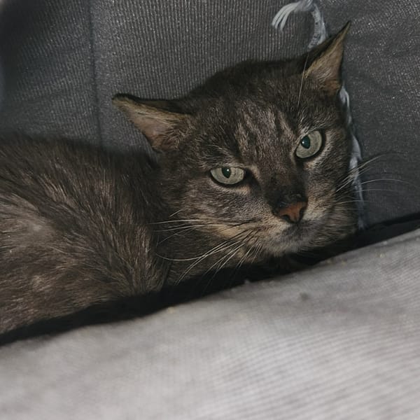 CUKIPU QCT — Européen