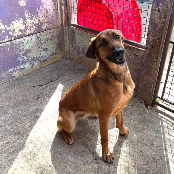 NAÏA — Croisé / Autre