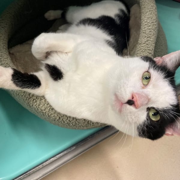 Epeautre PAB28581 — Européen