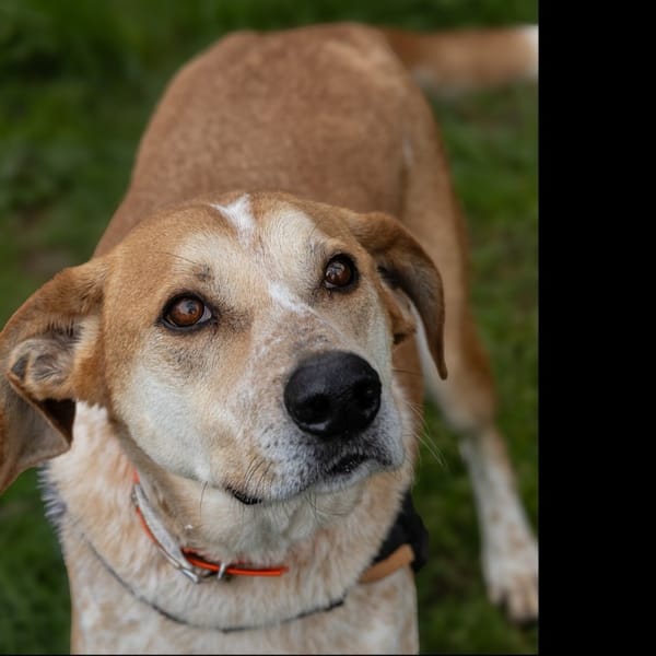 Marco — Croisé / Autre